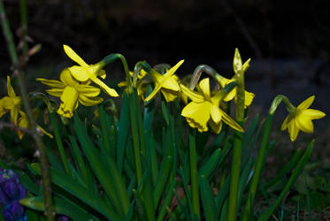 Daffodils.