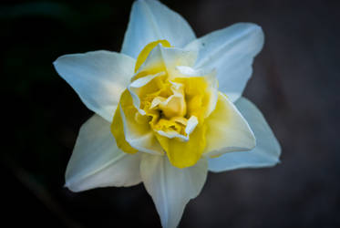 Daffodil 2