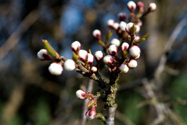 White Buds