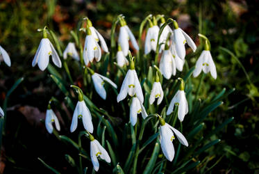 Snow Drop