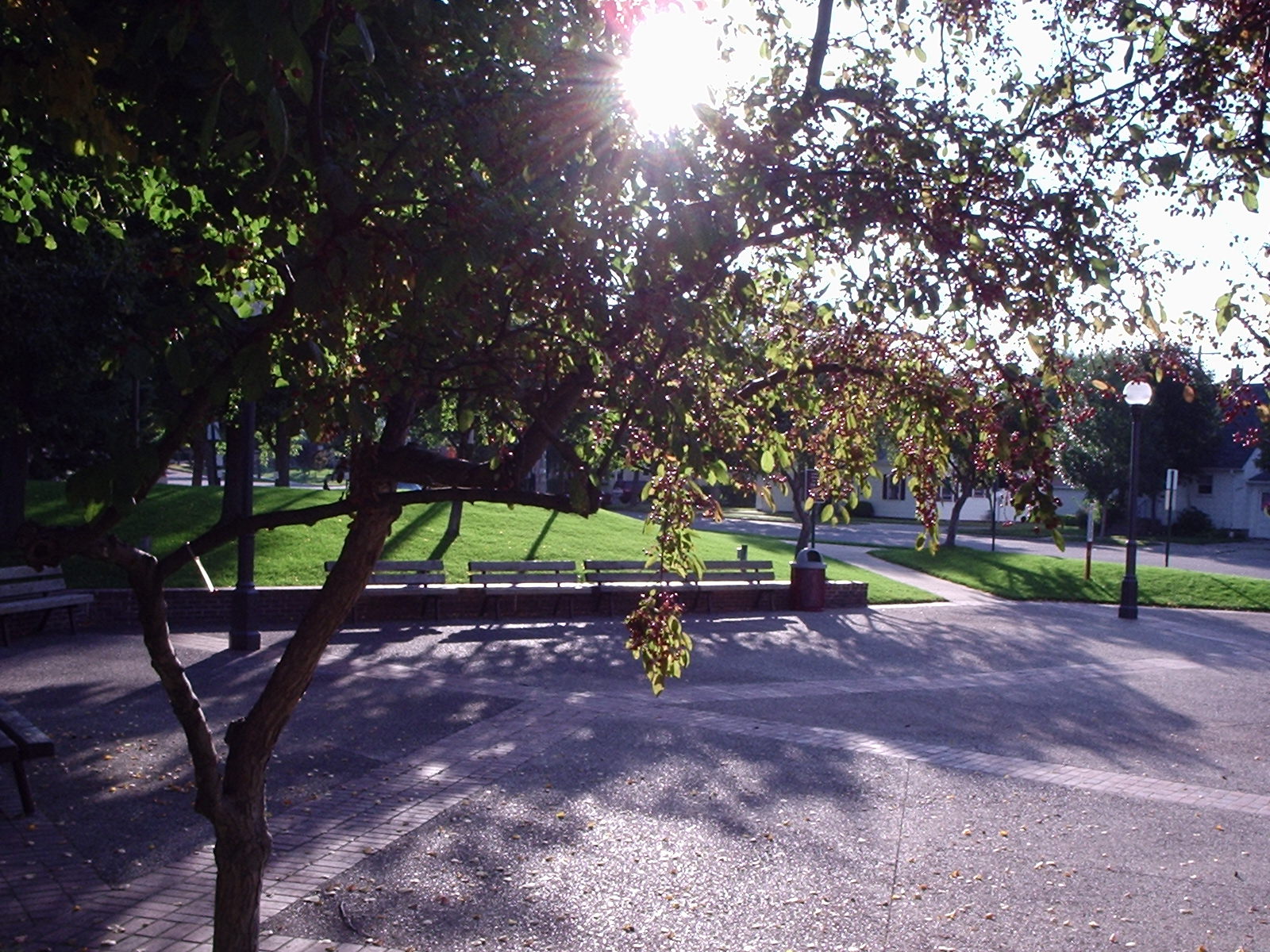 Through the trees...