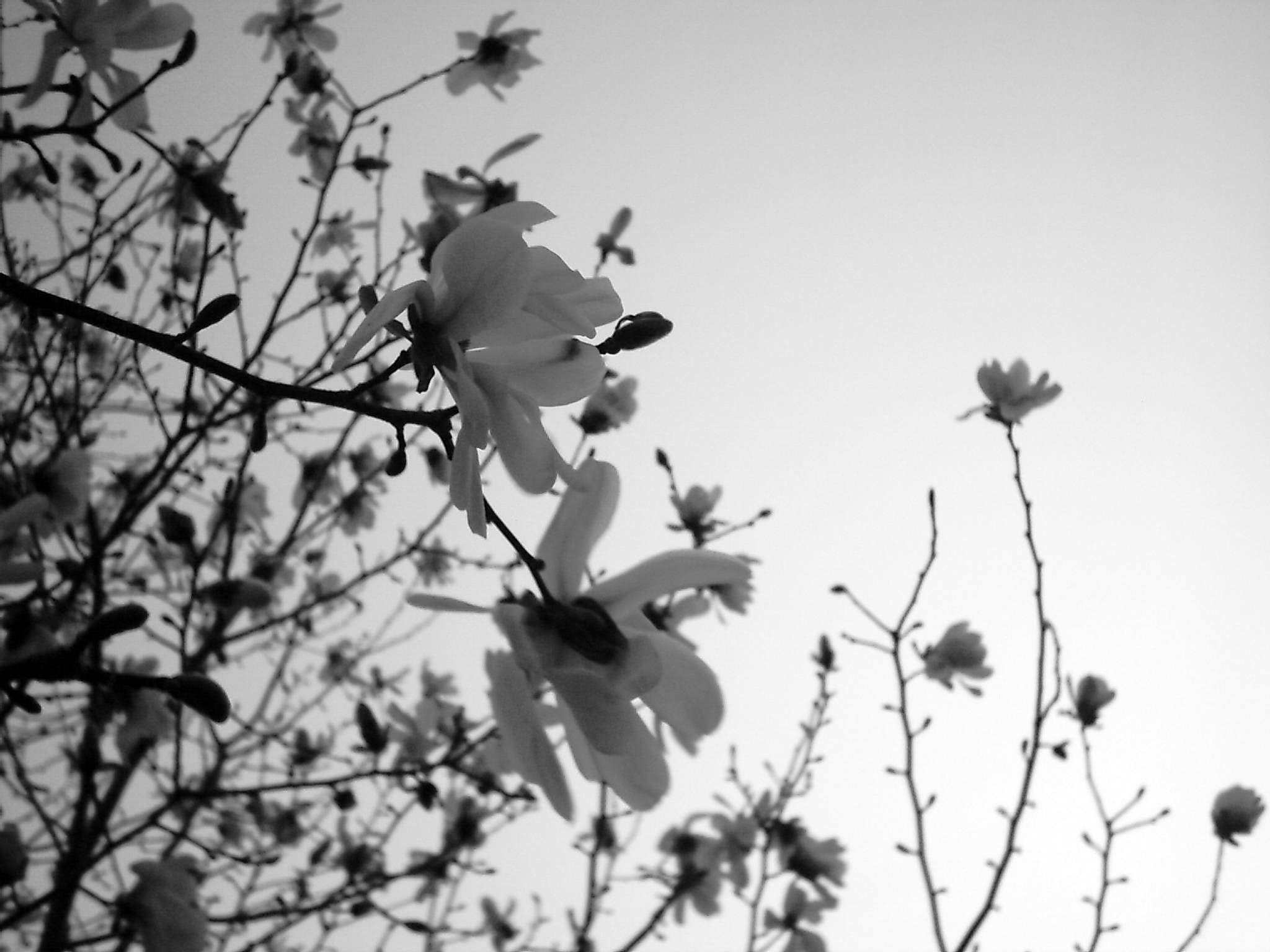 Magnolia in Bloom