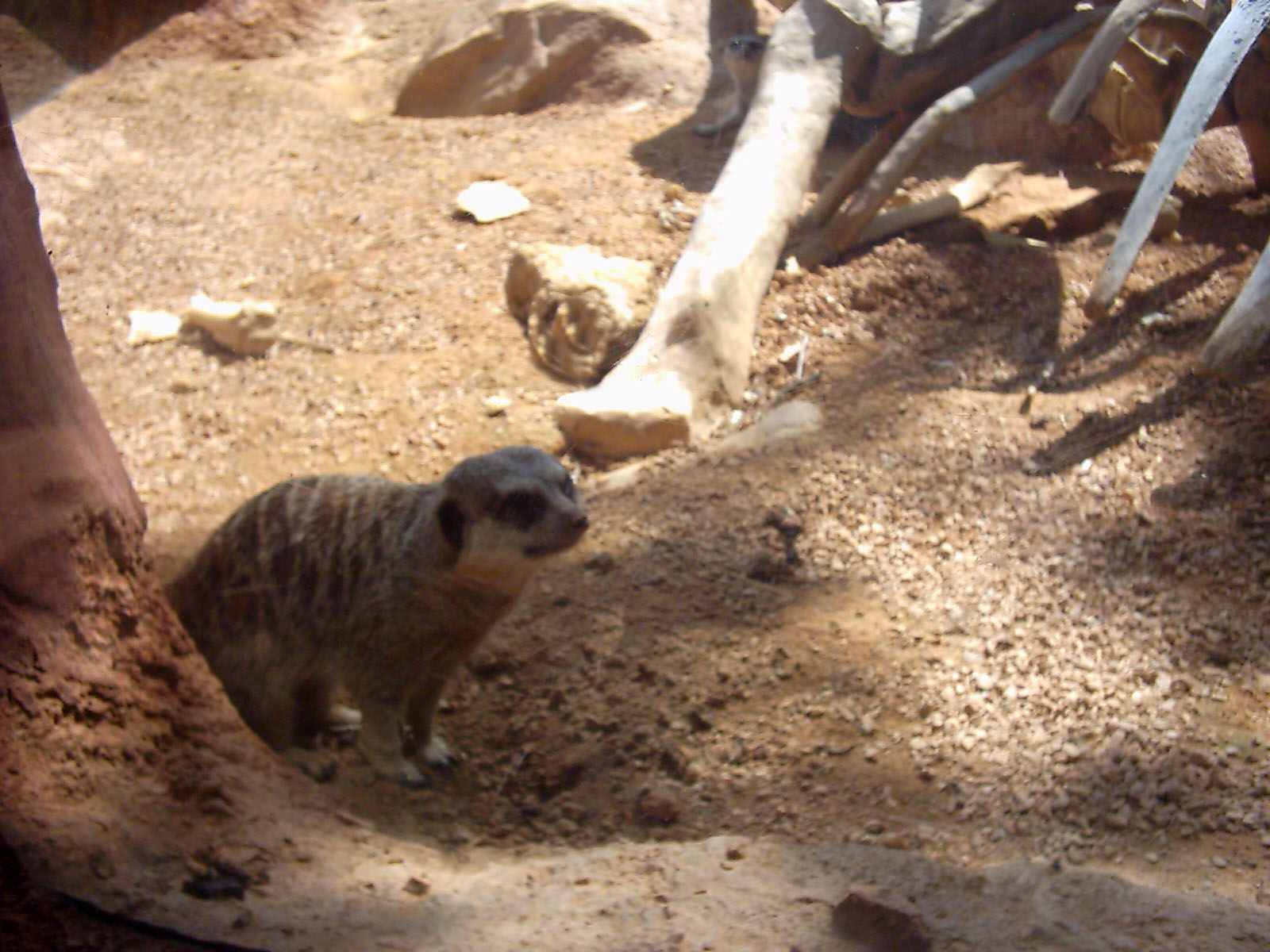 Meerkat