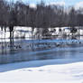 Geese On Pond new years 2020...