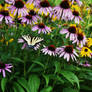 Swallowtail on Cone flowers...