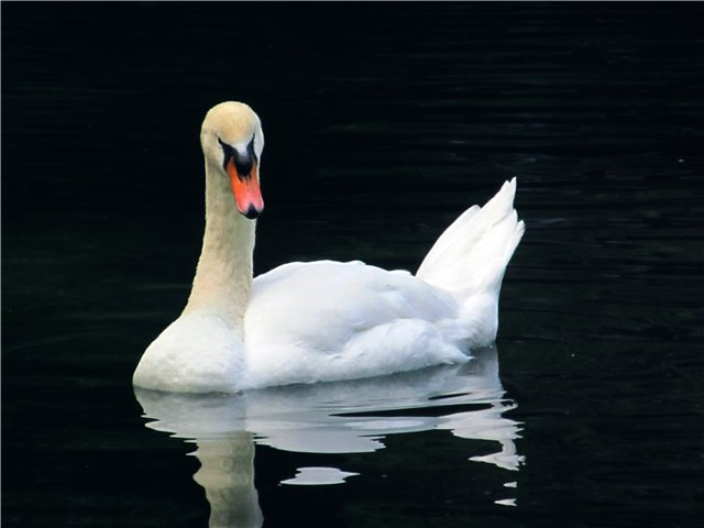 swan2