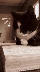 The Cat relaxing with a book