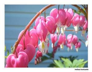 Bleeding Hearts