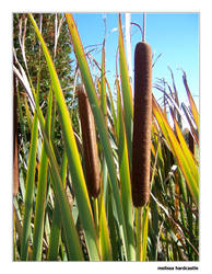 Cat Tails