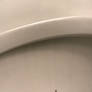 Toilet spider