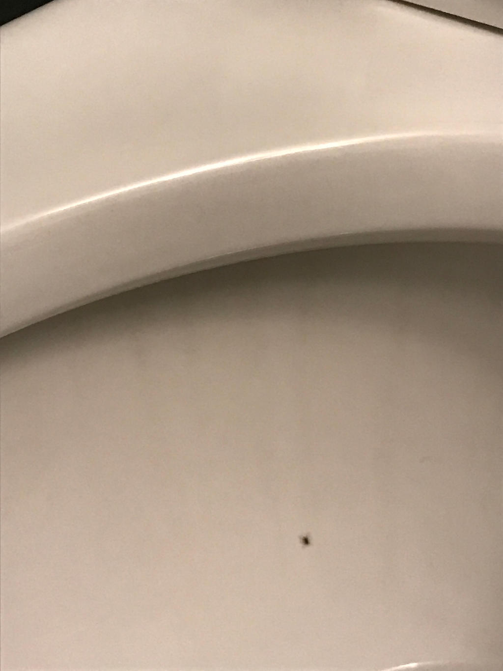 Toilet spider