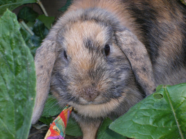 Holly bunny by Stina-Bubble on DeviantArt