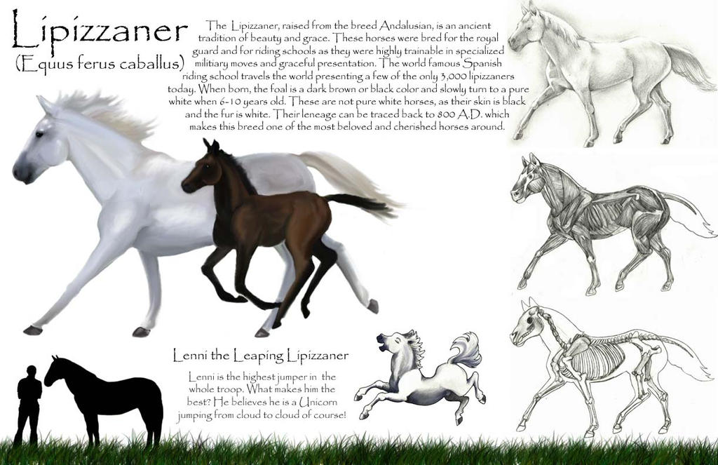 Equine Graph Horse chart by Blueicebird on DeviantArt
