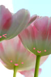 happy tulips by chibiiifruits