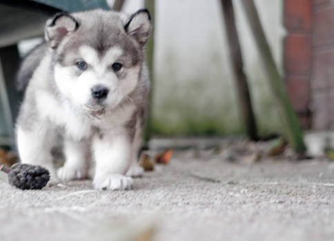 Malamute play