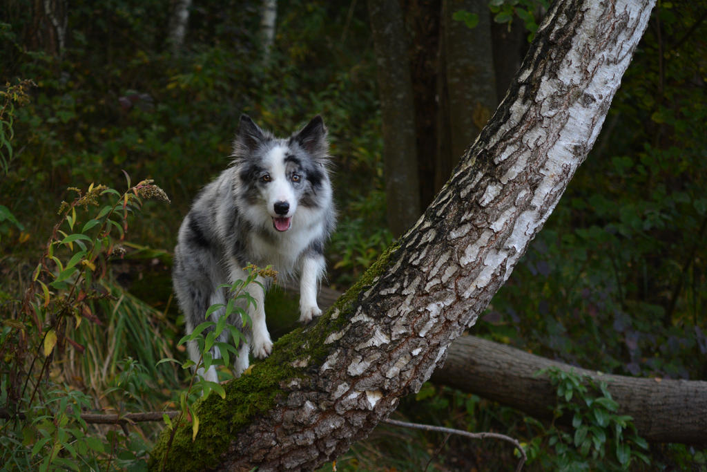 Border Goat by AnikaBorderCollie on DeviantArt