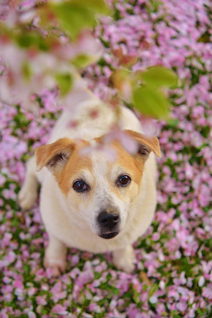 Springtime Chibi by AnikaBorderCollie on DeviantArt