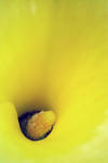 Yellow Calla Lily 1 by mailovesyou