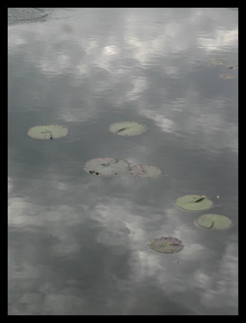 Lily Pads