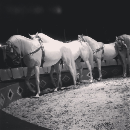 White Cirkus Horses