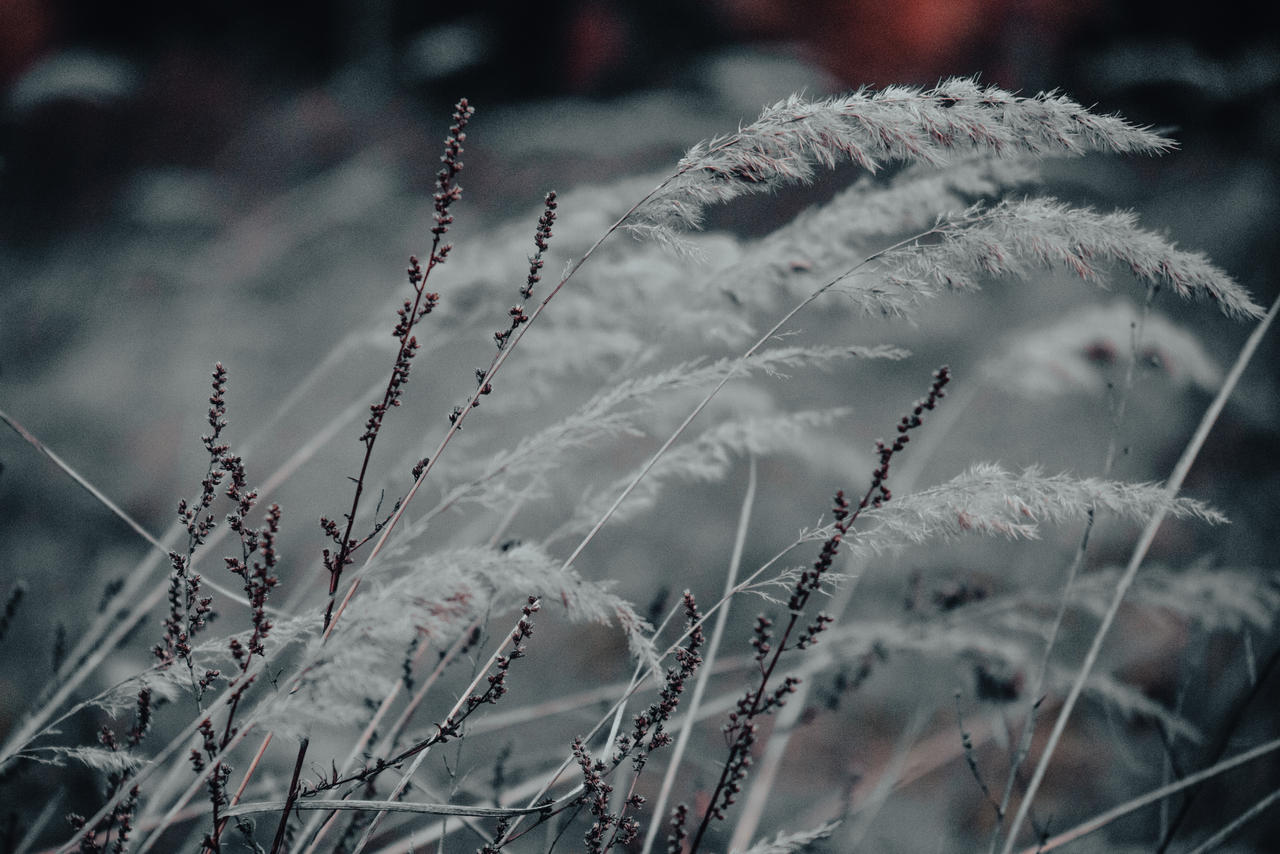 Cemetery Of Memories