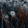 Death Garden