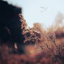 Summer's Last Breath