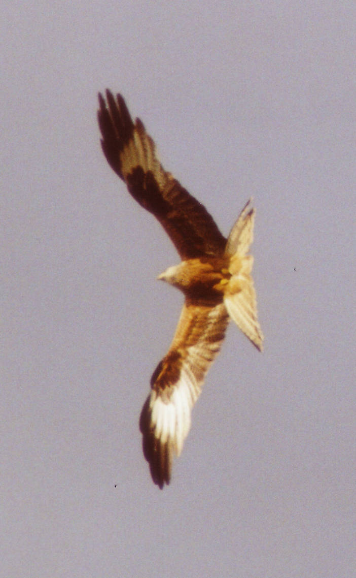 Hunting Kite by RogerMoser on DeviantArt