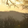 Trees at The Twilight