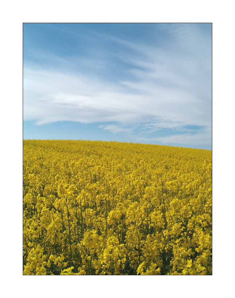 Field of Yellow