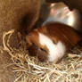 Now in Guinea Pig's heaven