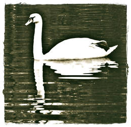 Swan