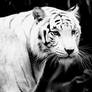 White Tiger