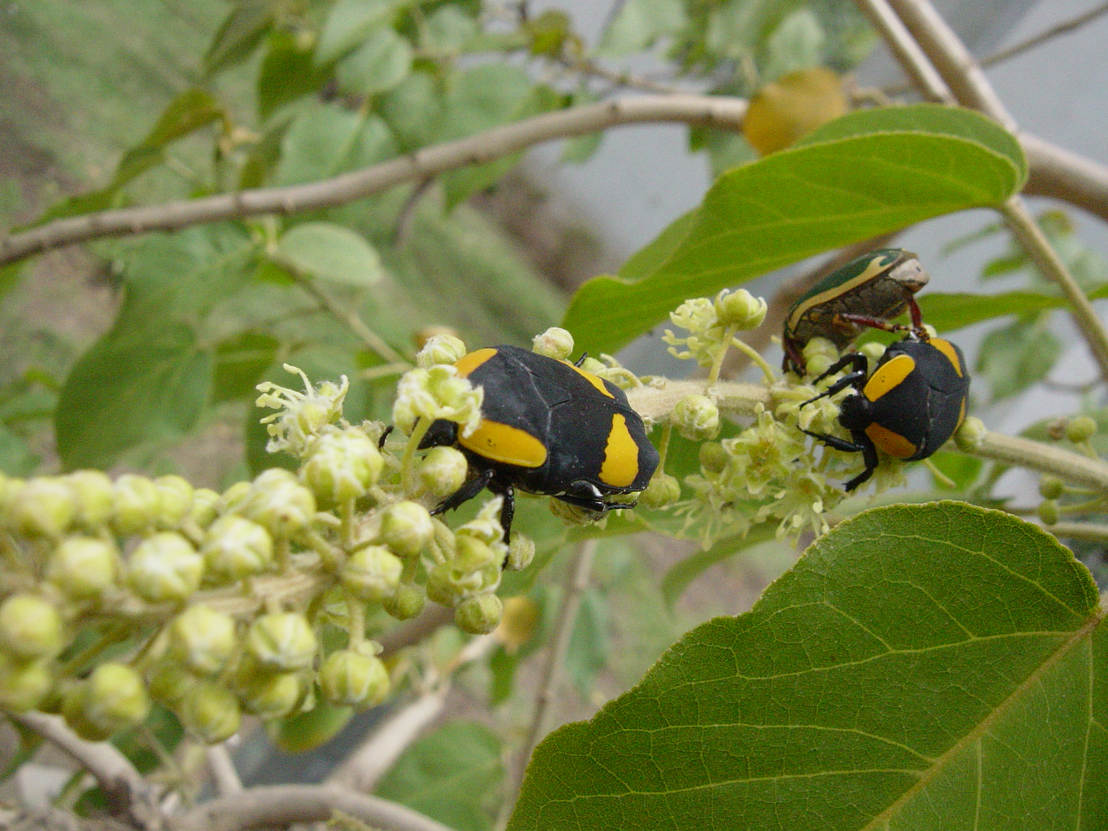 Yellow, Black and Green