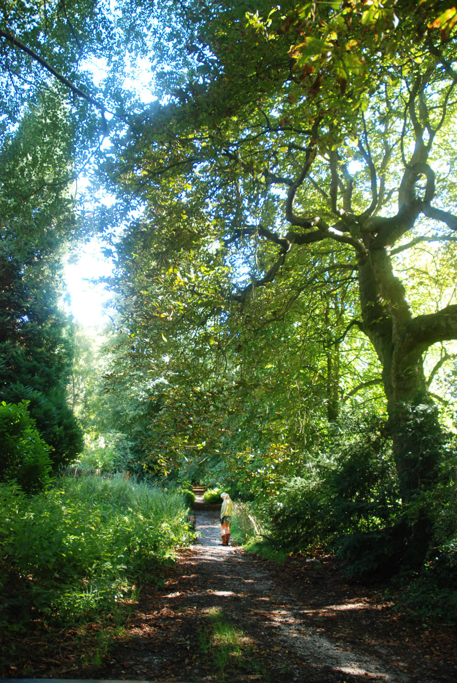 Walking- Green Morning