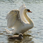 ABS (and cygnet) by AdrianSadlier