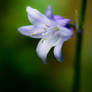 Bluebell