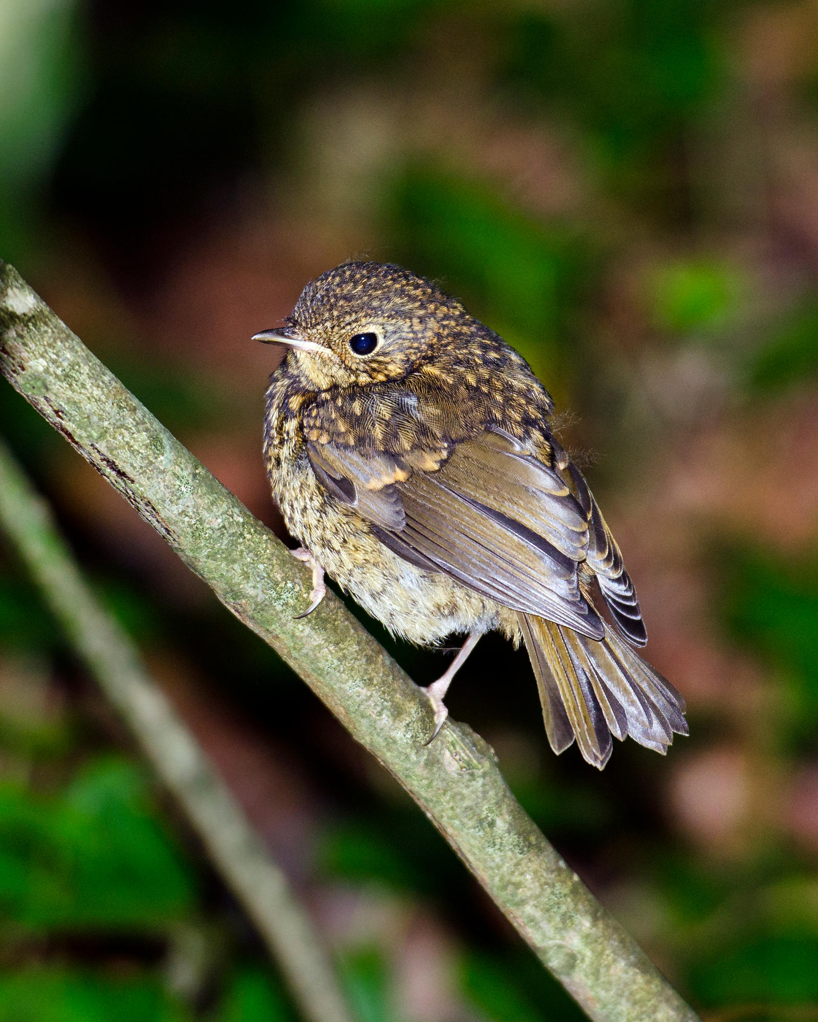 Another Juvenile Robin