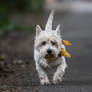 Fashion for the more 'Mature' dog