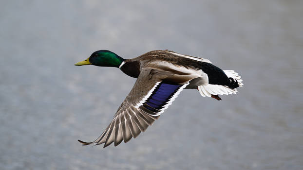 Mallard