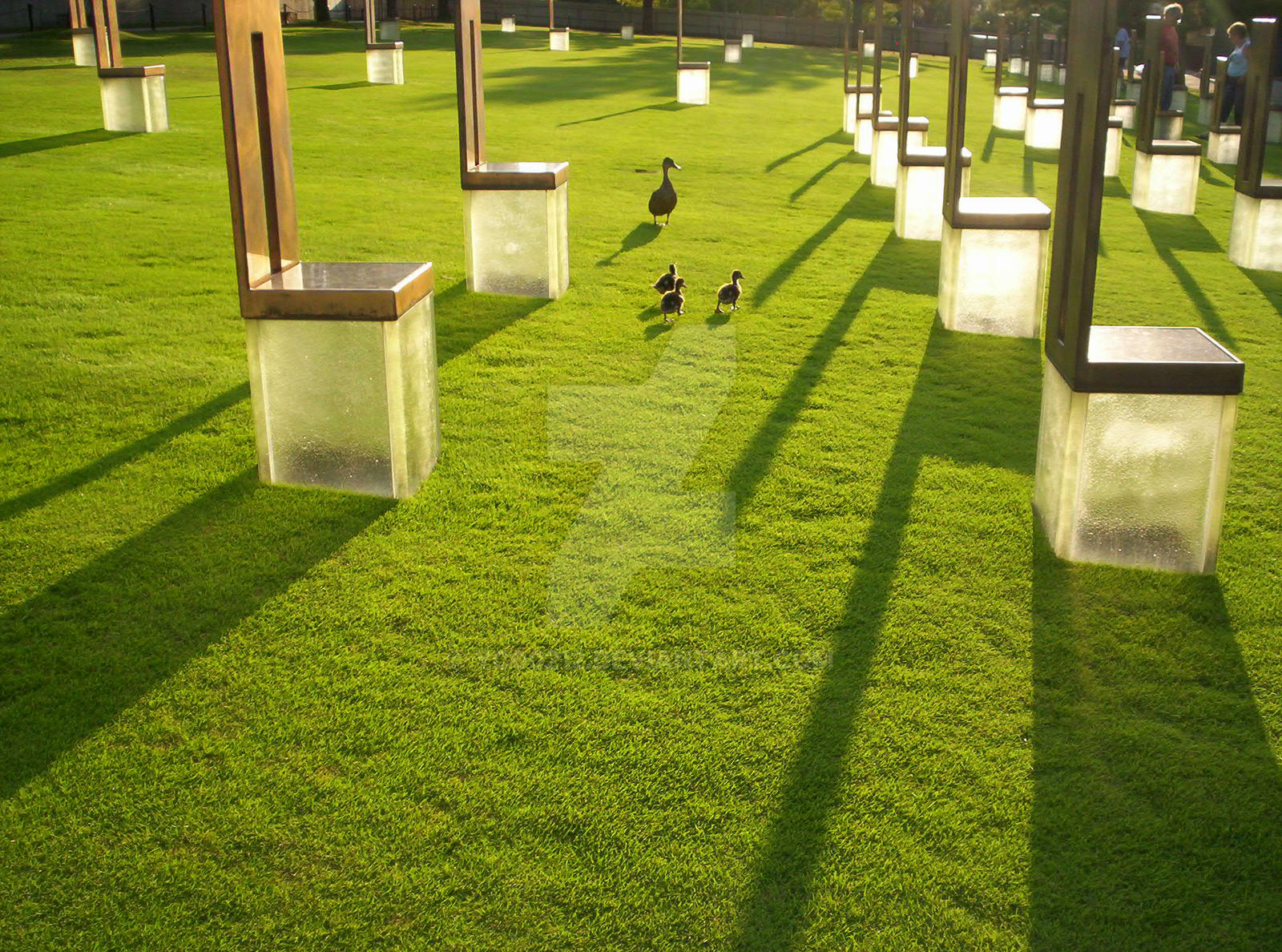 Ducks at The OKC Memorial