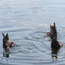 synchronised swimmers