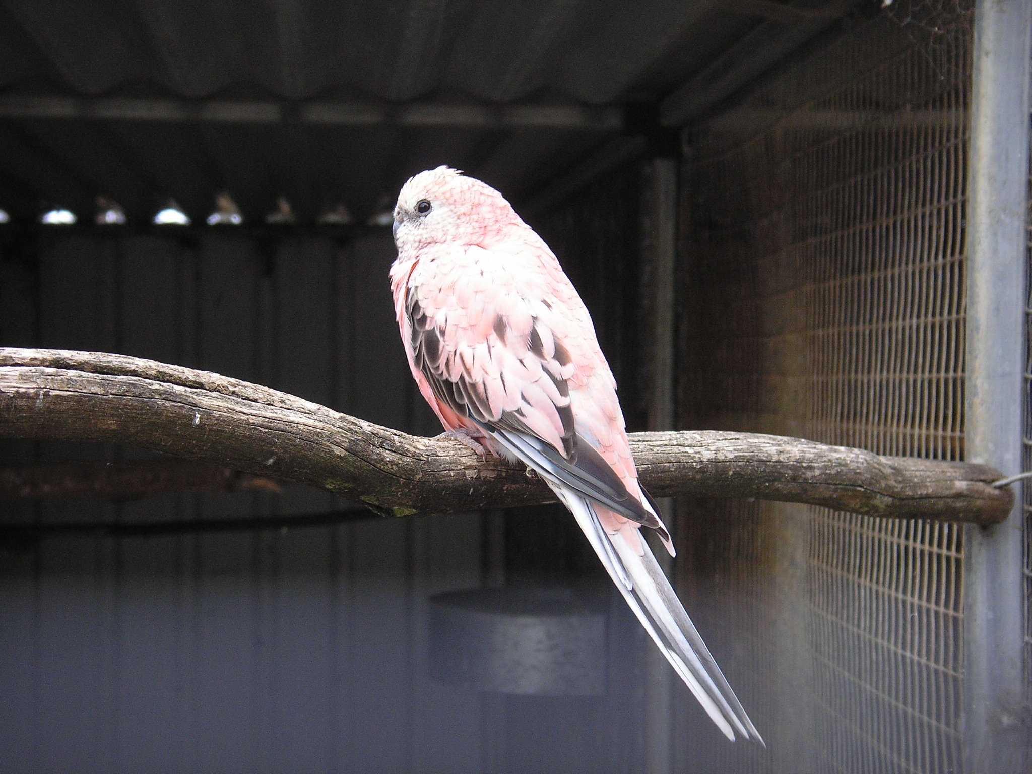 Pink Tipped with Black