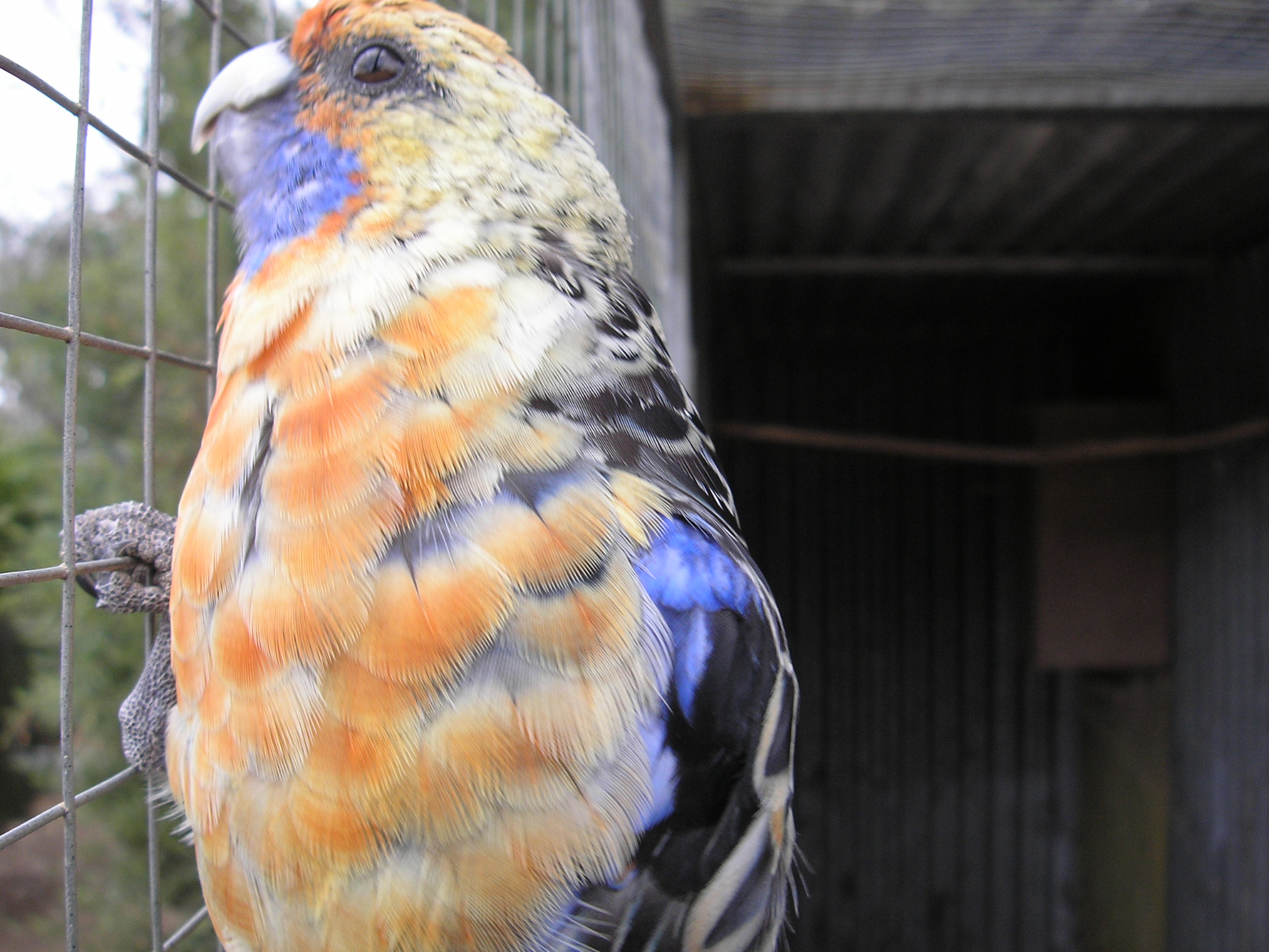 Up Close and Orange