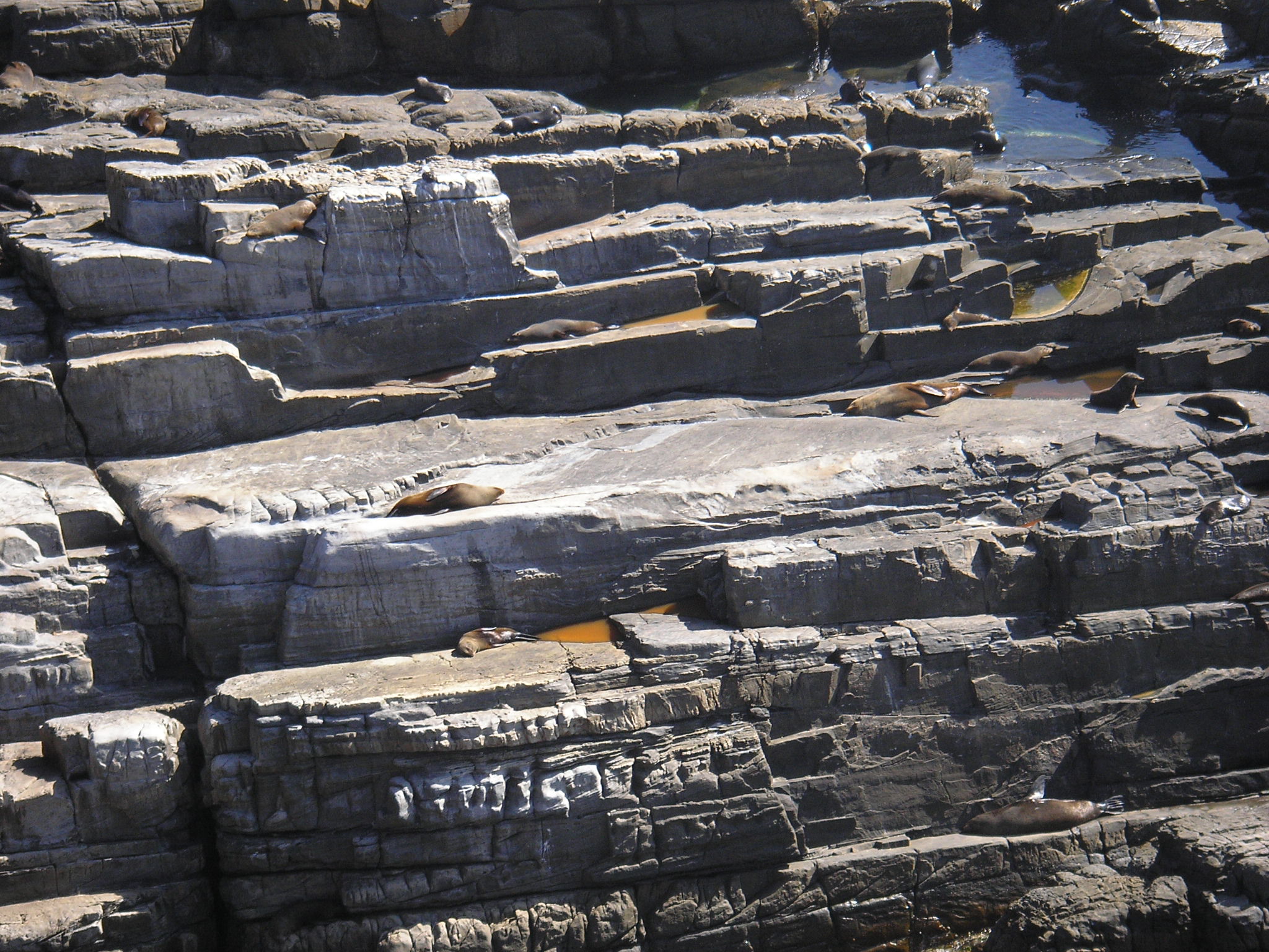 Seals Lounge on the Cliffs