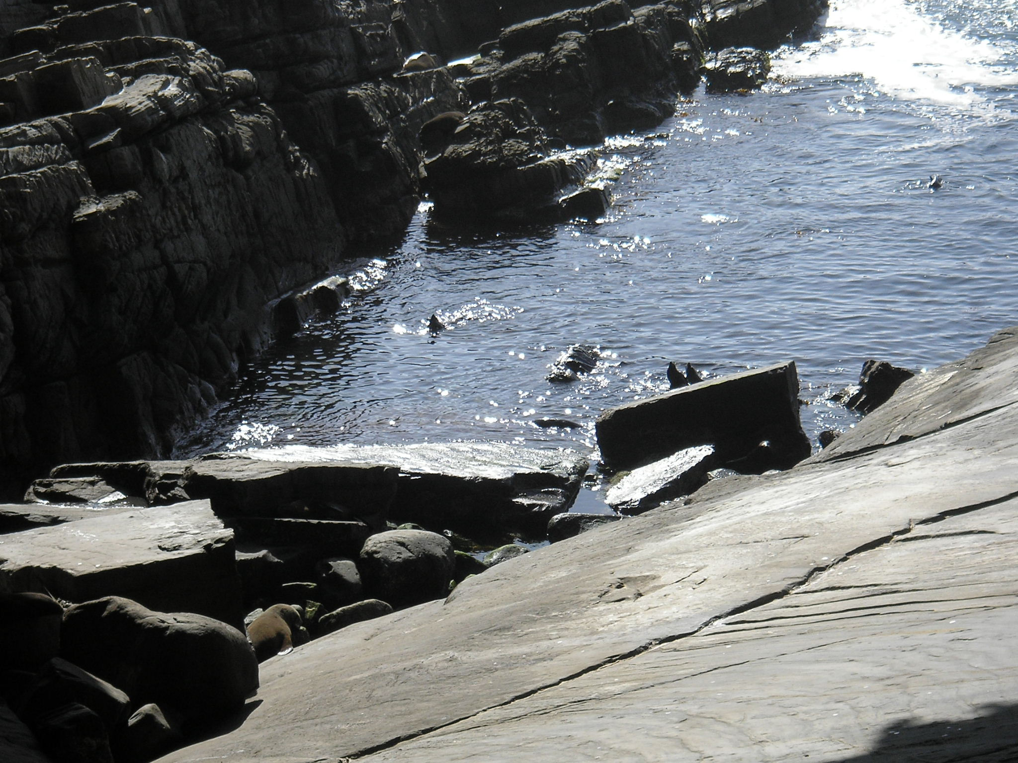 Seals at Play