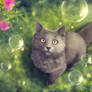 Cat and bubbles