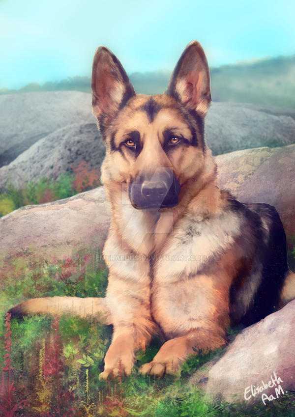 Commission - German Shepherd