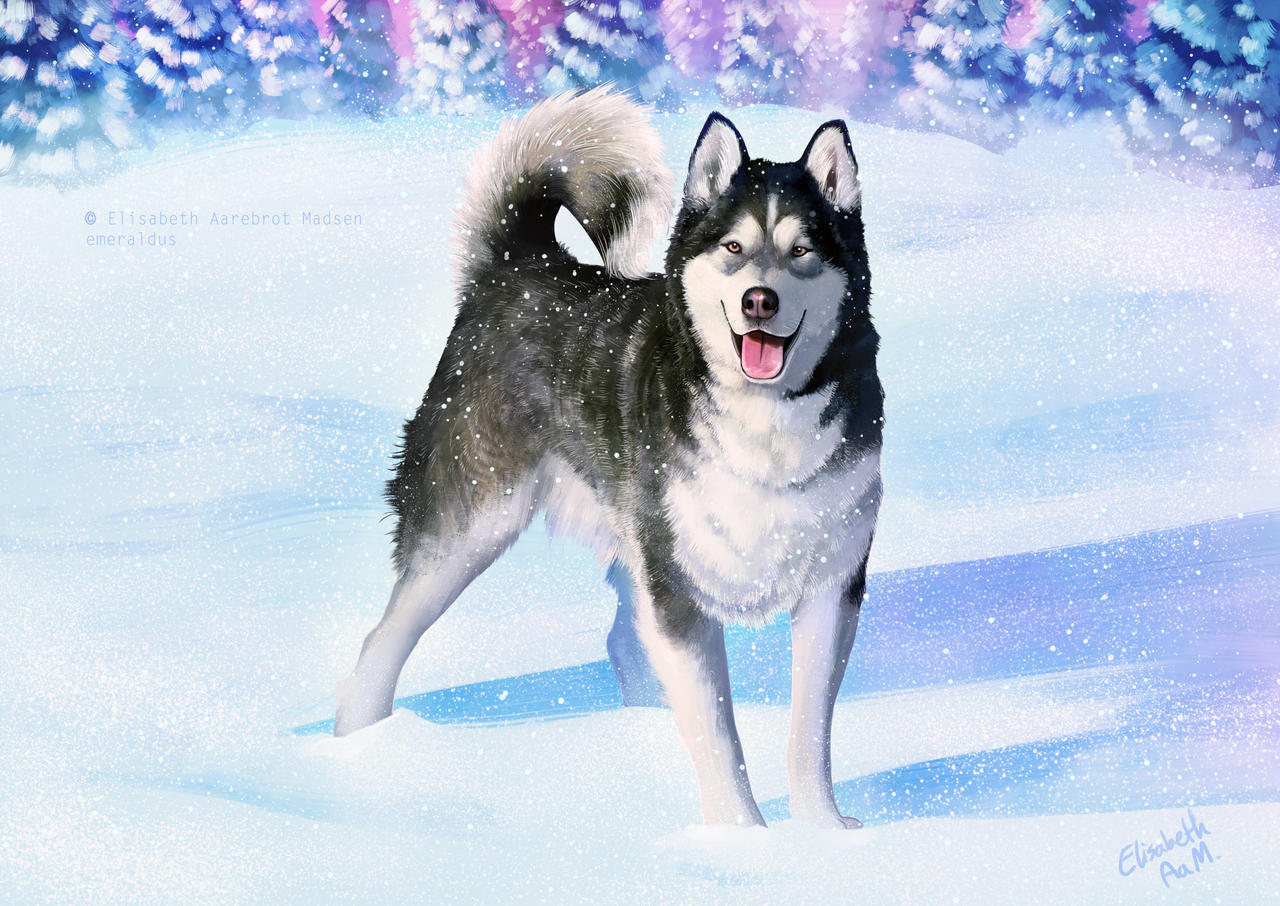 Husky Deviantart Husky by Emeraldus on DeviantArt