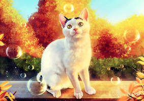 Sweet Potato the cat